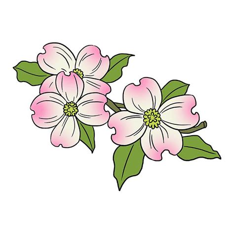 How To Draw A Dogwood Flower Step By Step Wolfphotographywallart