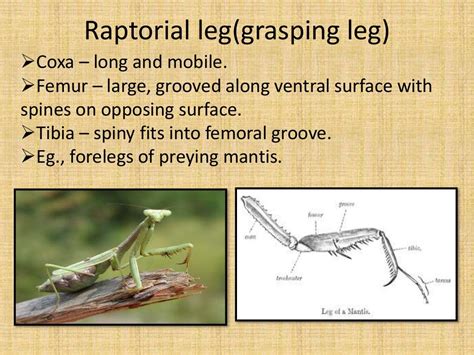 Types Of Insect Legs