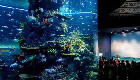 Explore Singapore Aquarium With Our Comprehensive Guide