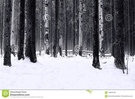 The Trees In Gloomy Black And White Winter Forest Stock Photo Image