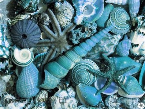 Turquoise Shells So Pretty Shells And Sand Sea Shells Oyster