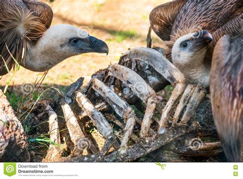 Vultures Feeding On A Carcass Stock Image Image Of Food Carcass
