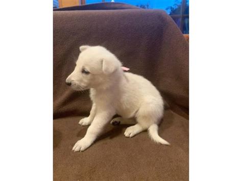 Their diets are supplemented with organic eggs from our chickens. 6 White German Shepherd Puppies for Sale in Dayton, Ohio ...