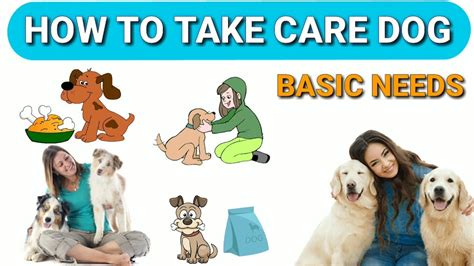 How To Take Care Dog In Hindi How To Care Dogs Youtube