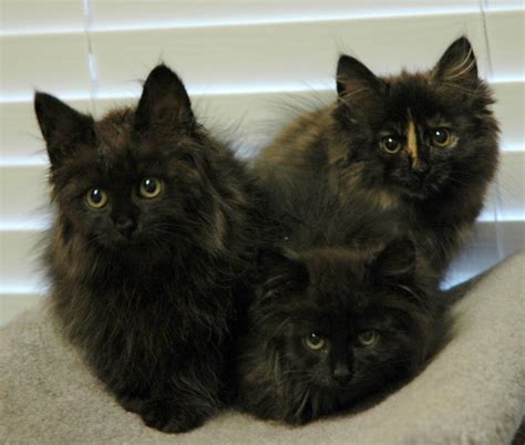 30 Best Black Siberian Cat Pictures And Images