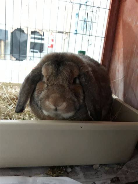 Basil Male Flemish Giant X French Lop Mix Rabbit In Vic Petrescue