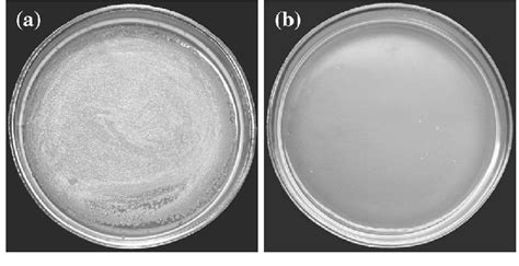 Bacterial Colonies B Subtilis Grown On Lb Agar Medium After 24 H