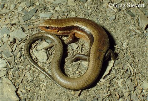 Tennessee Watchable Wildlife Coal Skink