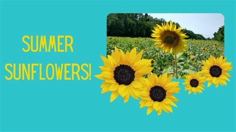 Summer Sunflowers Poolesville Seniors