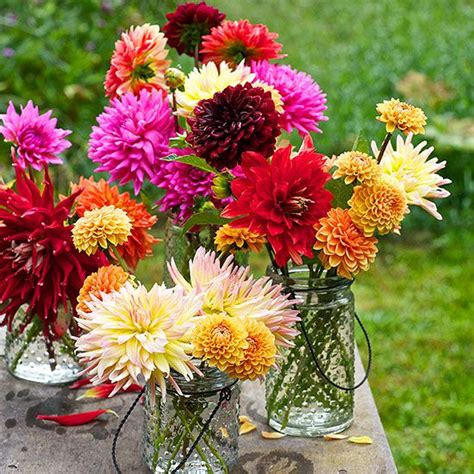 Dahlia Flowers How To Grow Cut And Arrange Them Better Homes And Gardens