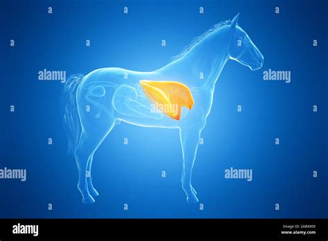 3d Rendered Medically Accurate Illustration Of A Horses Lung Stock