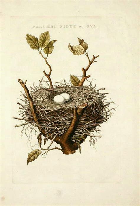 The Feathered Nest Nests On The Brain