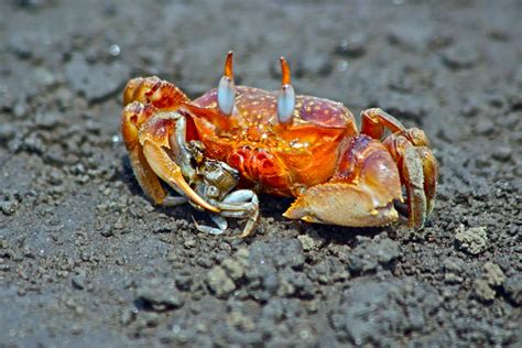Nature Photography Galapagos Crabs
