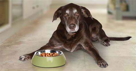 Four Reasons to Pay Attention to Your Dog’s Eating | The Bark