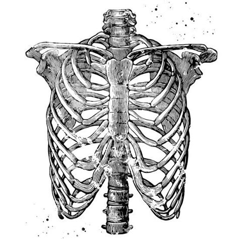 On the left side are the stomach, spleen, diaphragm (muscle for breathing), ribs, a part of the colon. Rib Cage | Rib cage drawing, Skeleton drawings, Human rib cage