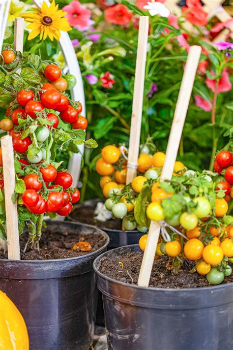 That said, there are some important things to note about adding. Vegetable Container Gardening: 15 Veggies to Grow in Pots