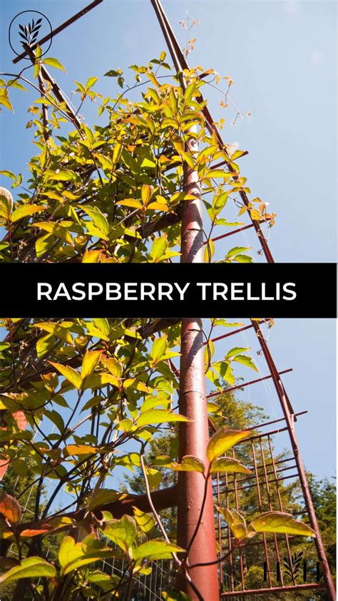 Raspberry Trellis 🌿 🛠️ Options And Steps To Support Bountiful Harvests