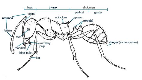 Basic Anatomy Of The Ant Know Your Pest