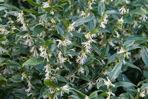 Sarcococca A Glorious Winter Perfume Plants In Particular