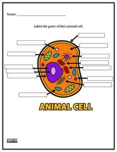 There is tiny pores that allow harmful waste to leave the cell and food. Pin on Cells, Cells, Cells