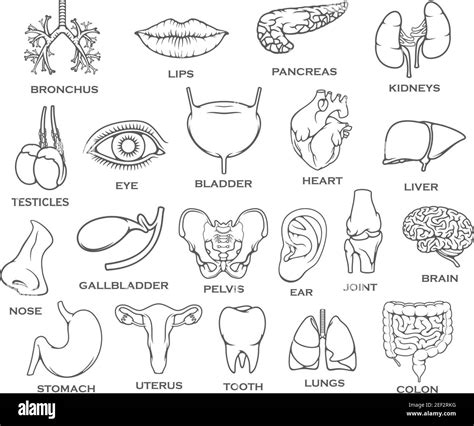 Iconos De órganos Humanos Partes Del Cuerpo Y Líneas Finas óseas