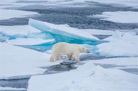 2016 Travel Blog Highlights Wildlife Photography Polar Bear Svalbard