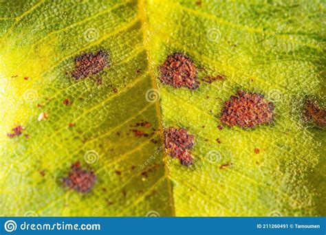 Black Spot Disease Stock Image Image Of Care Green 211260491