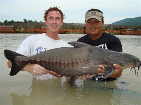 Big Fishes Of The World Catfish Ripsaw Oxydoras Niger