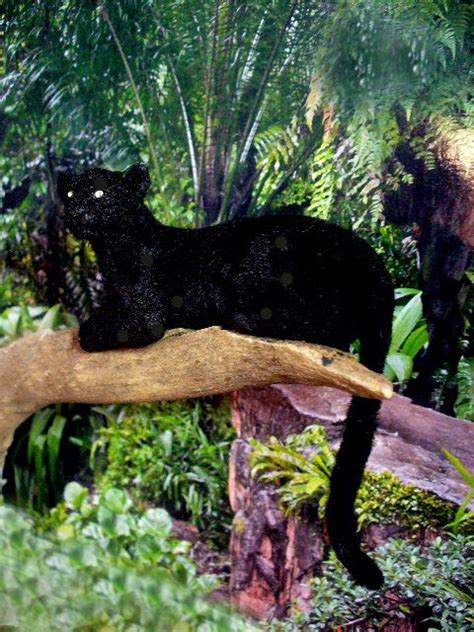 52 Best Pictures Black Fisher Cat Massachusetts Image Result For