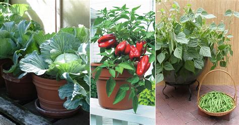 12 Best Winter Vegetables To Grow In Pots In India India Gardening