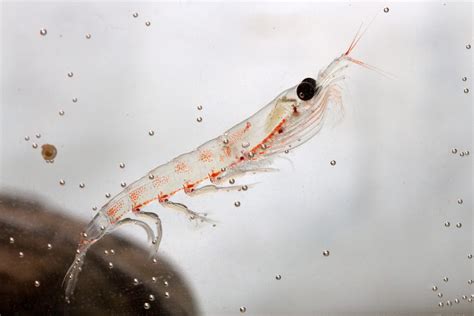 Inside The Surprisingly Social Dynamics Of A Krill Swarm Popular Science