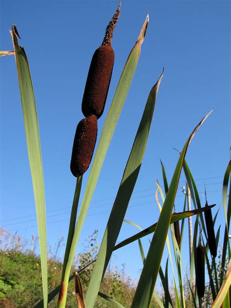 Broadleaf Cattail The Edible And Medicinal Plants Of The Pacific