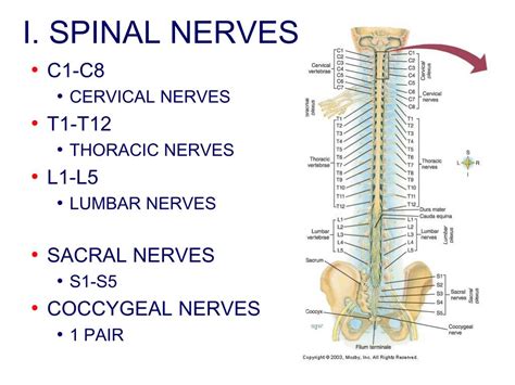 Ppt Chapter 14 Peripheral Nervous System Powerpoint Presentation