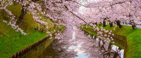 25 Day Cherry Blossoms In Japan And Chinese Culture And Gardens In Spring