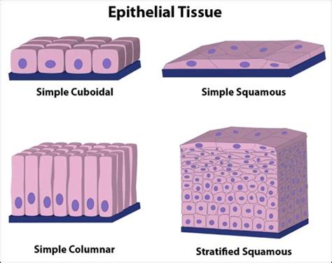 All complex animals consist of only four basic types of tissues. Chapter 21 Unifying concepts of animal structure and ...