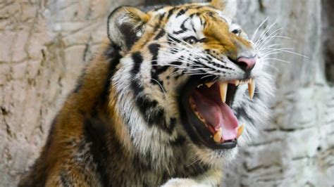 Tiger Predator Teeth Open Mouth Big Cats Tiger Teeth 1920x1080