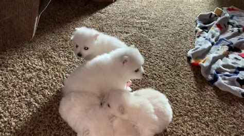 Not sure how to celebrate? WasatchEskimoPuppies puppy pile 2 - YouTube