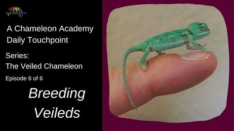 Breeding Veiled Chameleons Youtube