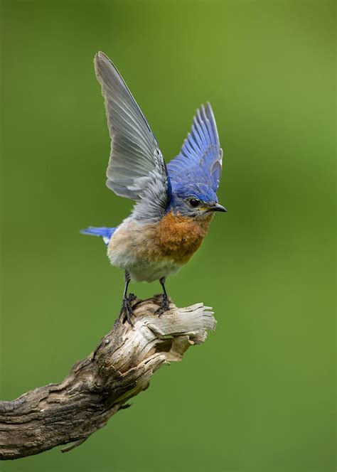 Eastern Bluebird Sialia Sialis By Carol Gregory 642×900 Blue