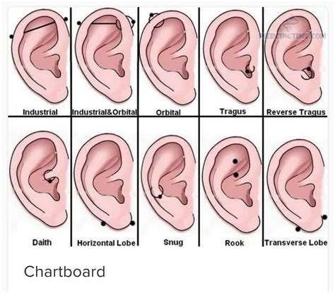 Pin By Melissa Rico On Health Ear Piercing Diagram Types Of Ear