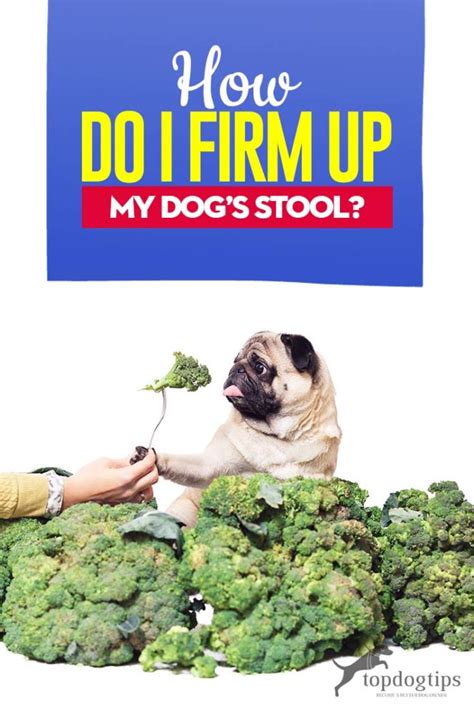 How To Firm Up Your Dogs Stool Top Rated Dog Food Dog Milk Dogs