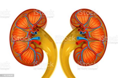 Human Kidney Cross Section 3d Illustration Stock Photo Download Image