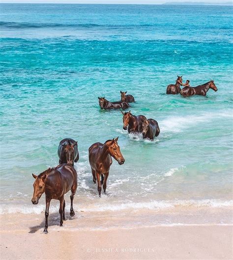 Nihi Sumba Island Beautiful Horses Horses Most Beautiful Horses