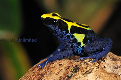 Dyeing Poison Dart Frog Dendrobates Tinctorius Visuals Unlimited