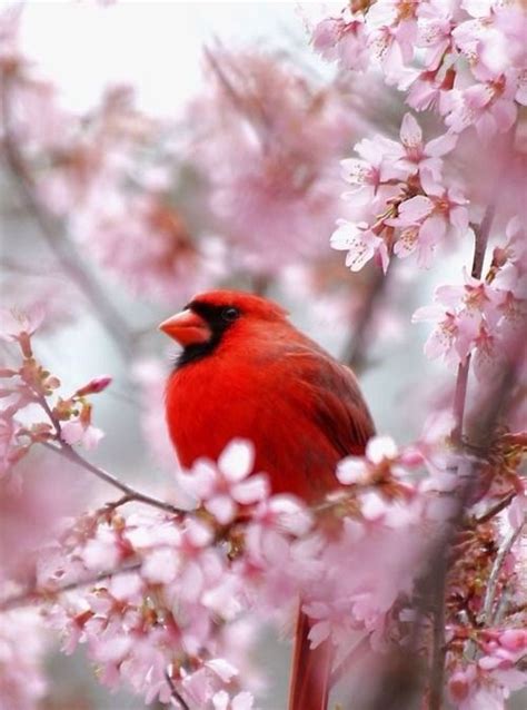 Gorgeous Red Cardinal In Cherry Blossom Tree Blossoms Pinterest