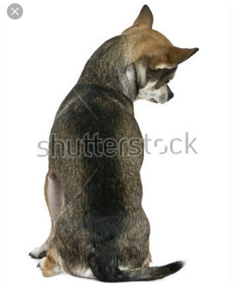 A Dog Sitting On The Ground Looking At Something