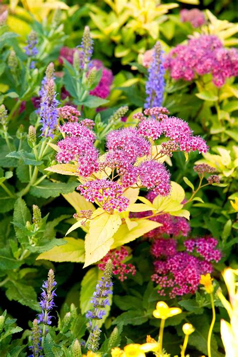 Best Perennial Plant Combinations Better Homes And Gardens