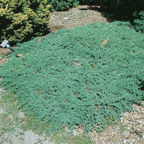 Mature Height 3 6 Juniperus Procumbens Nana Dwarf Juniper Low Growing Creeping Habit