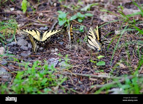 A Group Of Eastern Tiger Swallowtail Butterflies Resting On The Forest