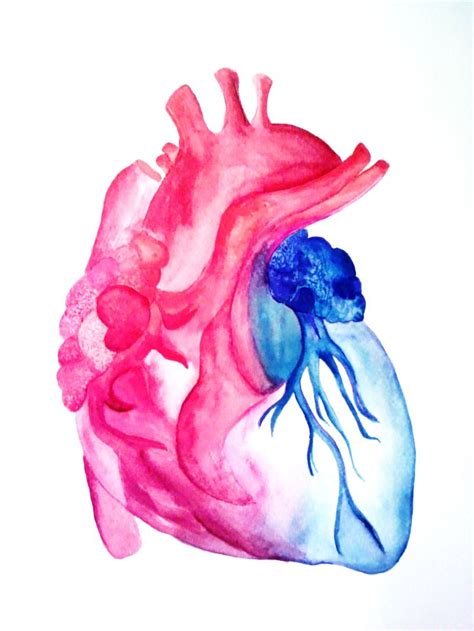 corazon acuarela anatomy art medical art human art
